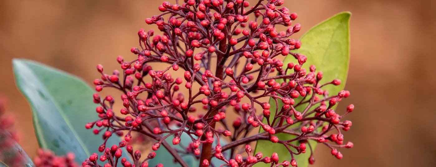 POTM - Skimmia Skimmia